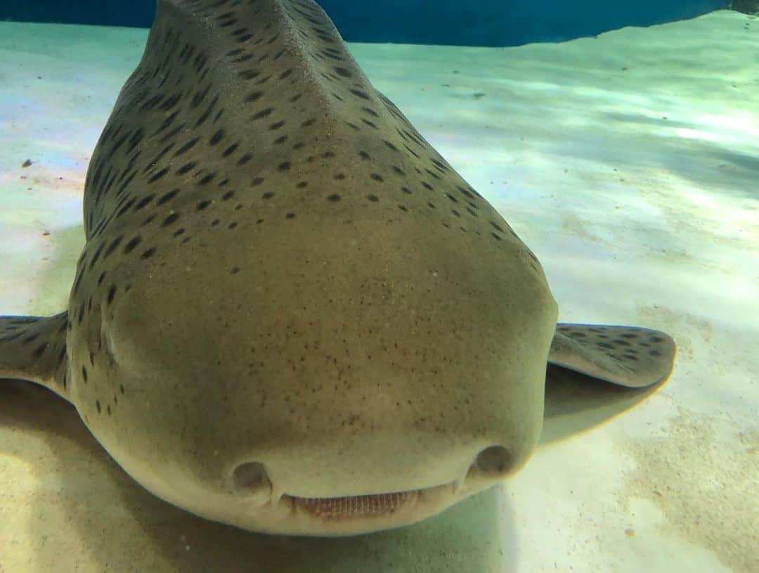 吉原珠央さんのインスタグラム写真 - (吉原珠央Instagram)「夏の水族館♫  メリゴーランド→クラゲ→イルカのショー→サメ🦈→ペンギン→熱帯魚→お土産ショップ（買ってもガチャガチャ一回だけ）子供たちも私も大好きな水族館♡  イルカのショーでは「もっと近くで見たい！」といって1人だけ私たちより数列ほど前に座った息子。  その10秒後にイルカのジャンプの水しぶきでびしょ濡れに💦 「ただ、近くで見たかっただけなのにー」と真剣に泣き出す息子🤣 必死で笑いをこらえる娘。  やっぱり必ず何かが起こる我が家でした。  #夏 #水族館 #楽しいひと時 #年間パスポート #クラゲ #幻想的  #乗り物好き #目が回る #喜ぶ顔 #いつも何かが起こる  #笑いあり涙あり  #感動あり #イルカショー #何か温かいものを感じる」7月14日 19時43分 - tamaoyoshihara