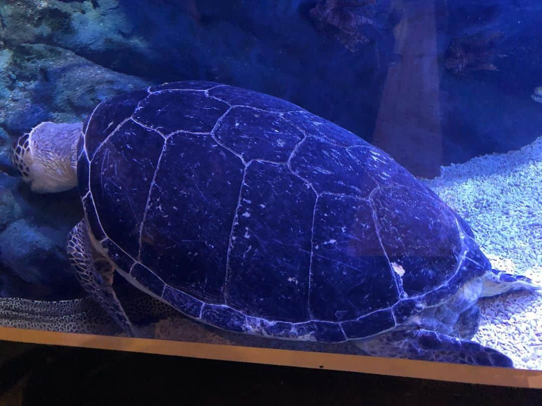 吉原珠央さんのインスタグラム写真 - (吉原珠央Instagram)「夏の水族館♫  メリゴーランド→クラゲ→イルカのショー→サメ🦈→ペンギン→熱帯魚→お土産ショップ（買ってもガチャガチャ一回だけ）子供たちも私も大好きな水族館♡  イルカのショーでは「もっと近くで見たい！」といって1人だけ私たちより数列ほど前に座った息子。  その10秒後にイルカのジャンプの水しぶきでびしょ濡れに💦 「ただ、近くで見たかっただけなのにー」と真剣に泣き出す息子🤣 必死で笑いをこらえる娘。  やっぱり必ず何かが起こる我が家でした。  #夏 #水族館 #楽しいひと時 #年間パスポート #クラゲ #幻想的  #乗り物好き #目が回る #喜ぶ顔 #いつも何かが起こる  #笑いあり涙あり  #感動あり #イルカショー #何か温かいものを感じる」7月14日 19時43分 - tamaoyoshihara