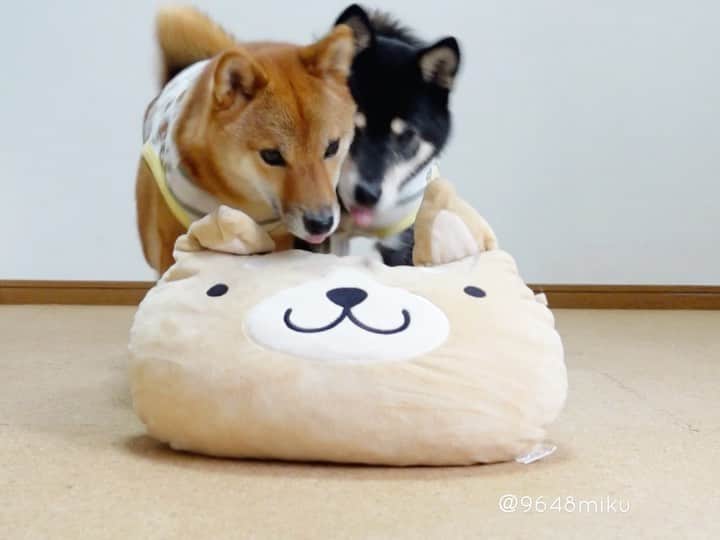 黒柴みくのインスタグラム