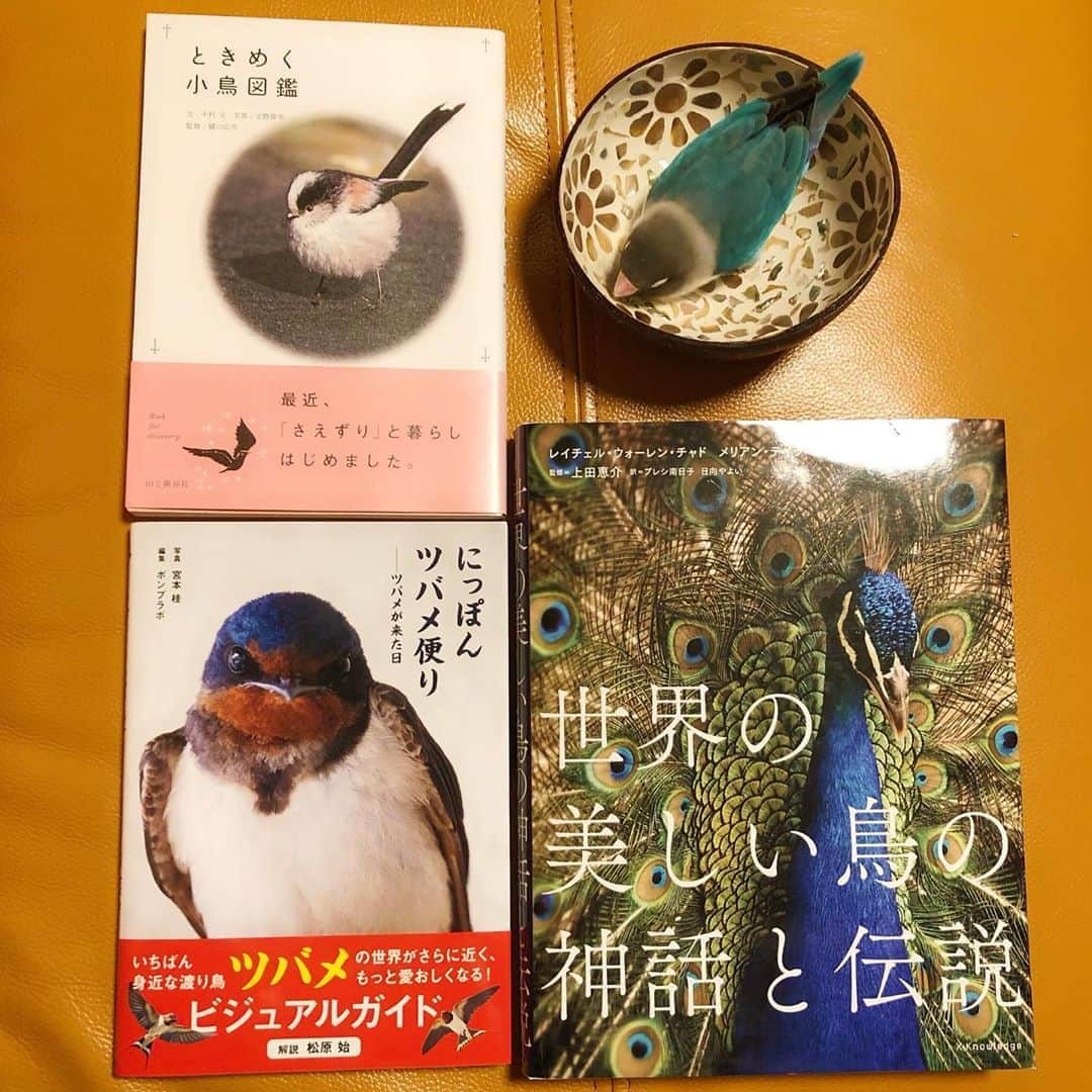 新井恵理那さんのインスタグラム写真 - (新井恵理那Instagram)「新たな鳥の本を大人買いしちゃいました(o^^o)♪ 休みの日に読むのが楽しみ♪ ちなみにこのうち一羽はホンモノです∧( 'Θ' )∧笑 #ブルーボタンインコ #ラピス #ときめく小鳥図鑑 #にっぽんツバメ便り #世界の美しい鳥の神話と伝説 #bird #新井恵理那 #centforce」7月14日 20時04分 - elina_arai