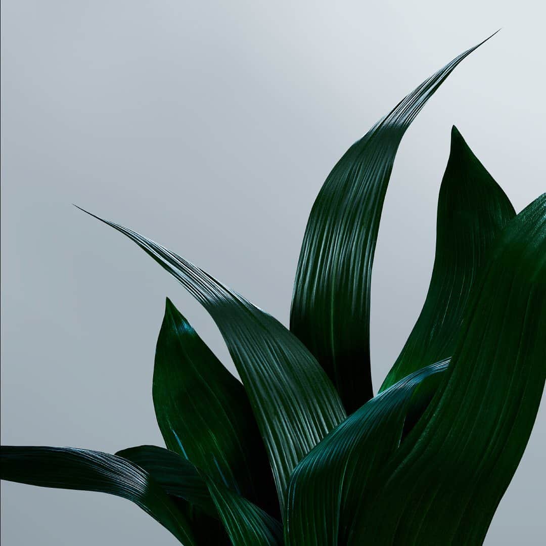 botanist officialのグルメインスタ