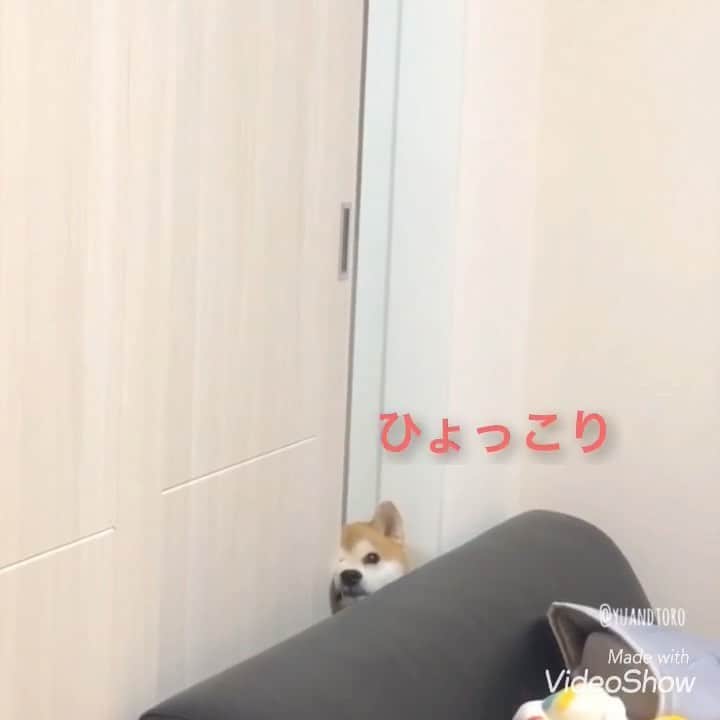 ゆうとろ（柴犬ゆうと猫のとろ）のインスタグラム