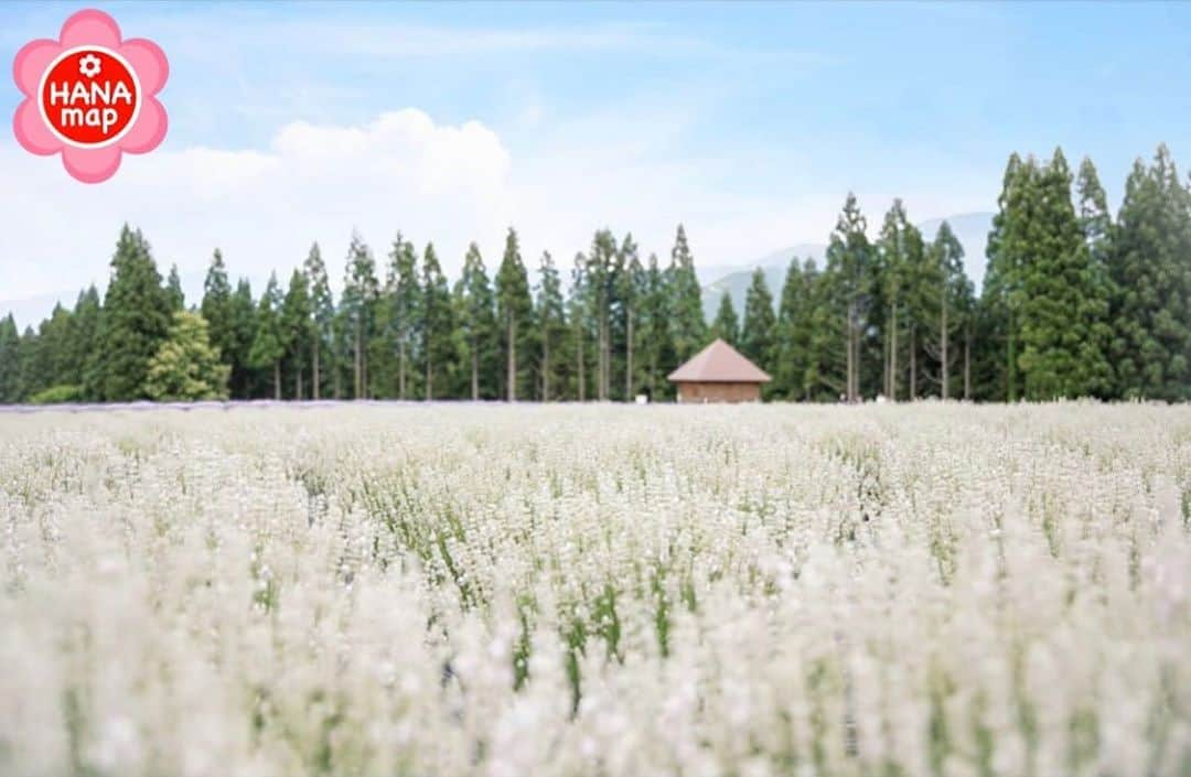 はなまっぷ❁日本の花風景のインスタグラム