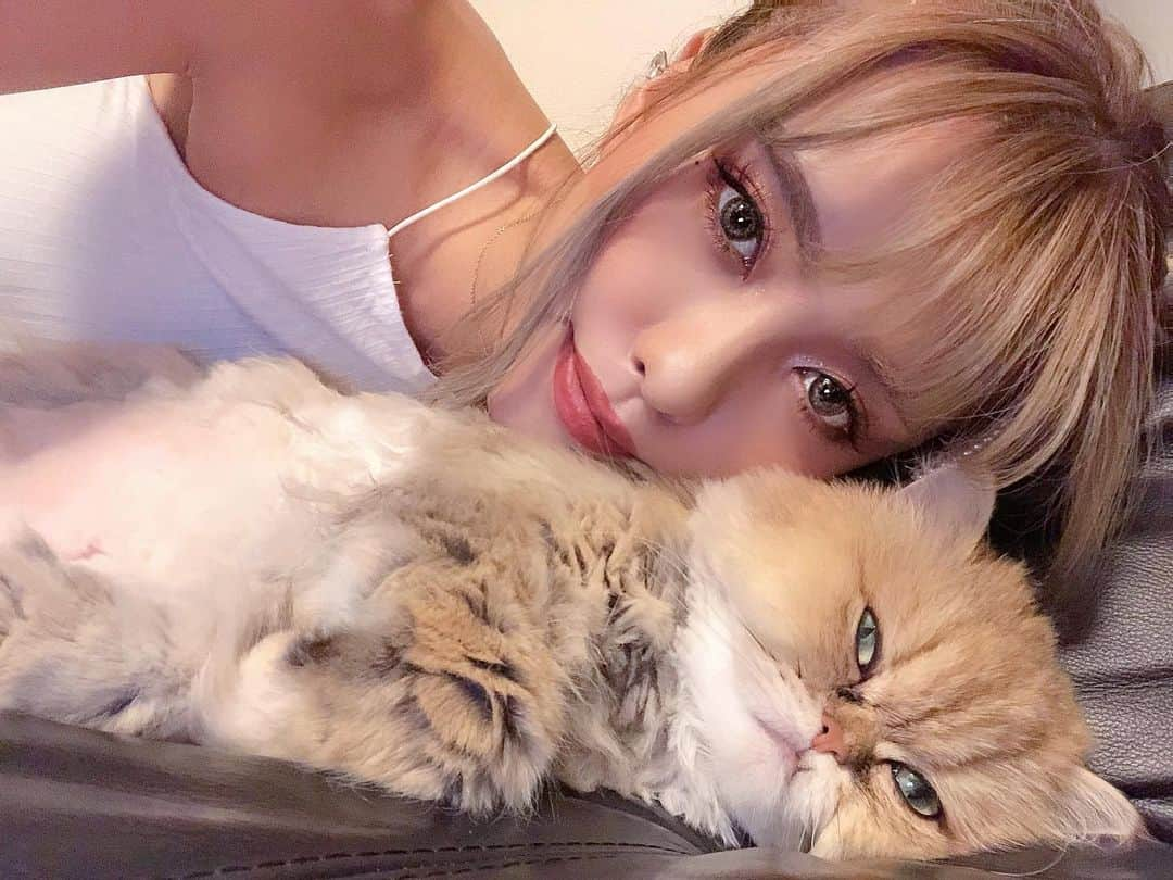 NAHOさんのインスタグラム写真 - (NAHOInstagram)「もふもふ💕🐾💋 . . 17LIVEでも何か似てるって言われるけど、 ねぇ、似てる？？ww🤣❤️ . . あとね、 よく間違われるんだけどw ぷりんさん男の子だからね？ww🤣💙 . . . #cyberjapan #cjd_naho  #dancer #japanesegirl #girl  #cat #Persiancat #chinchillagolden #catstagram #greeneye  #サイバージャパン #サイバージャパンダンサーズ #なち #なちぽん #NAHO #愛猫 #ぷりんさん #チンチラゴールデン #男の子 #大好き #仲良し #親子 #ペルシャ猫 #ぶさかわ #おでぶ #猫 #17LIVE」7月14日 20時16分 - naho25__kai_noa