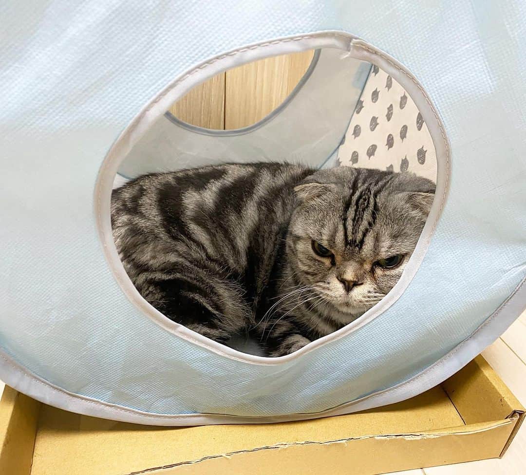 Shishi-maruのインスタグラム：「🐱📦﻿ ーーーーーーーーーーーーー﻿ 🌺「渋ネコ ししまるさん」ねこのきもちWEB MAGAZINE にて毎週金曜日エッセイの連載中﻿ ーーーーーーーーーーー﻿ 📕「ぷっちねこ。」「3匹のちいさな猫を召喚できたなら」「ちいさな猫を召喚できたなら」徳間書店より単行本発売中﻿ ーーーーーーーーーーー﻿ ⭐︎ねこ漫画→@tacos_cat﻿ 🌺Twitter →@taco_emonemon﻿ ーーーーーーーーーーー」