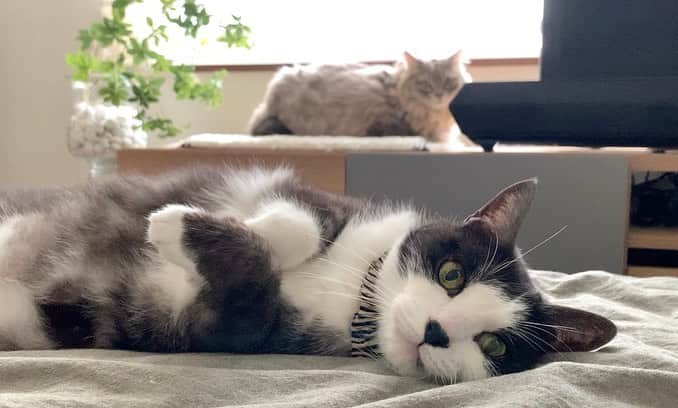 nocoaのインスタグラム：「． 寝室の模様替えをしました。 猫様たちは気に入ったようです。 ． ． #nocoa動画#catvideo#猫動画」