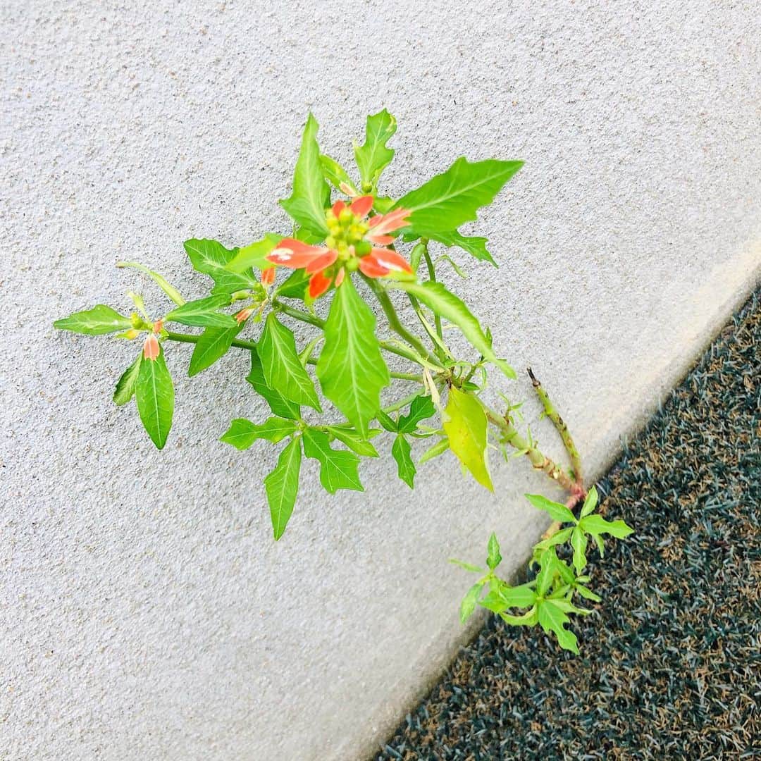 山口託矢さんのインスタグラム写真 - (山口託矢Instagram)「. 蛍光オレンジが映えですね🟠👏 . . #何の植物なんだろう  #歩いてたらいた  #壁と地面の間から育ってた」7月14日 20時51分 - taku_ya_maguchi