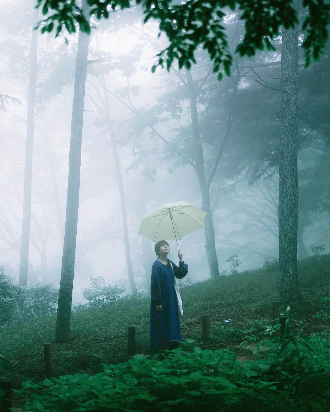 shinichi38さんのインスタグラム写真 - (shinichi38Instagram)「﻿ ﻿ Foggy forest 🌿﻿」7月14日 20時56分 - shinichillout54