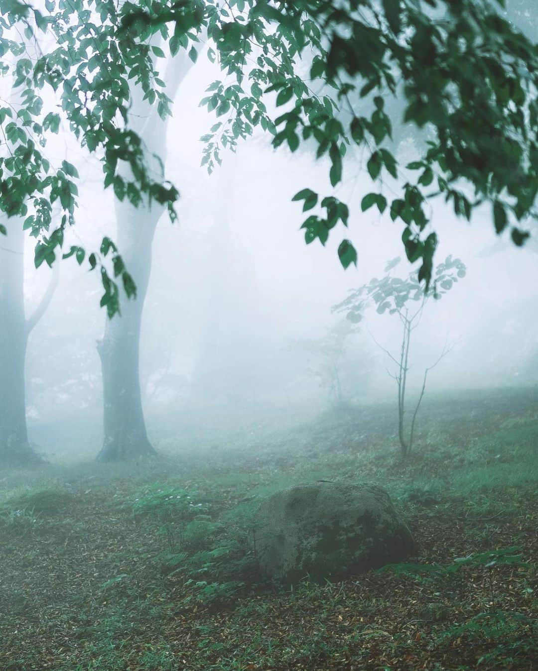 shinichi38さんのインスタグラム写真 - (shinichi38Instagram)「﻿ ﻿ Foggy forest 🌿﻿」7月14日 20時56分 - shinichillout54