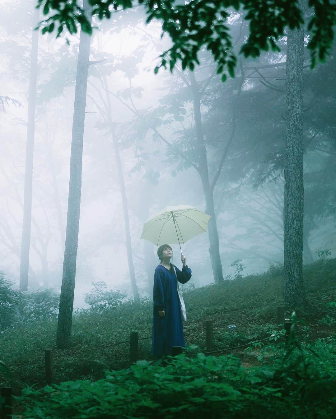 shinichi38のインスタグラム：「﻿ ﻿ Foggy forest 🌿﻿」