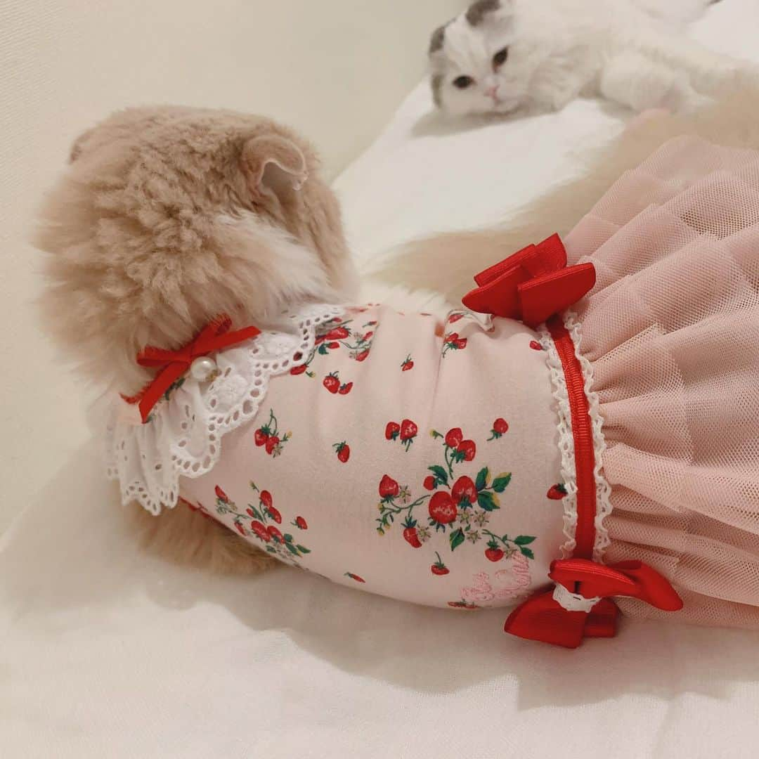 のんたさんのインスタグラム写真 - (のんたInstagram)「プレゼントのお洋服を着たぼーちゃん🍓 写真を撮りながら 「ぼーかわいい❤️ぼーやばい」と言っていた私とパパでした😆 ・ #scottishfold #catstagram_japan #catsofinstagram #cats_of_instagram#catoftheday #ilovemycat #bestmeow #catlover #cutecat #kittensofinstagram #cute #スコティッシュフォールド#strawberry#🍓#strawberrygirl#きゃんナナ#cannana」7月14日 21時12分 - utacci