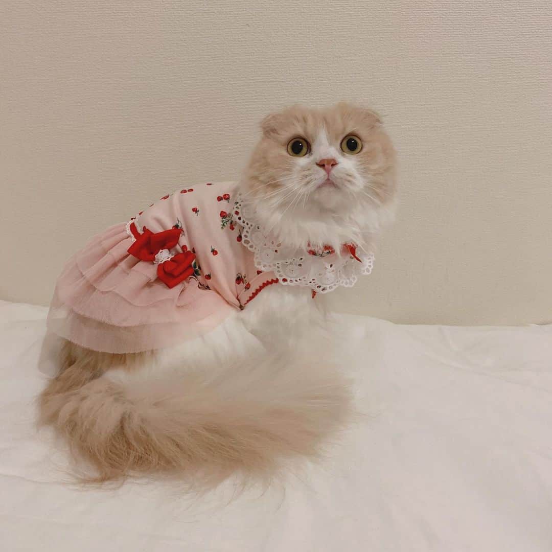 のんたのインスタグラム：「プレゼントのお洋服を着たぼーちゃん🍓 写真を撮りながら 「ぼーかわいい❤️ぼーやばい」と言っていた私とパパでした😆 ・ #scottishfold #catstagram_japan #catsofinstagram #cats_of_instagram#catoftheday #ilovemycat #bestmeow #catlover #cutecat #kittensofinstagram #cute #スコティッシュフォールド#strawberry#🍓#strawberrygirl#きゃんナナ#cannana」