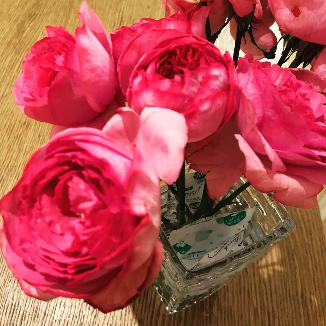 浜口順子さんのインスタグラム写真 - (浜口順子Instagram)「お花チェンジしました💐 帰ってくるとまずはトリートメント。 水切りして、 冷たーい水風呂に入ってシャキッとしてもらいますよ☃️ 保冷剤をいくつか入れています。 目ぇ覚めたのかしゃきっとしてきました。 お花の良い香り〜💕 お花の名前忘れちゃった。　 いい色ですね〜。」7月14日 21時04分 - hamaguchijunko