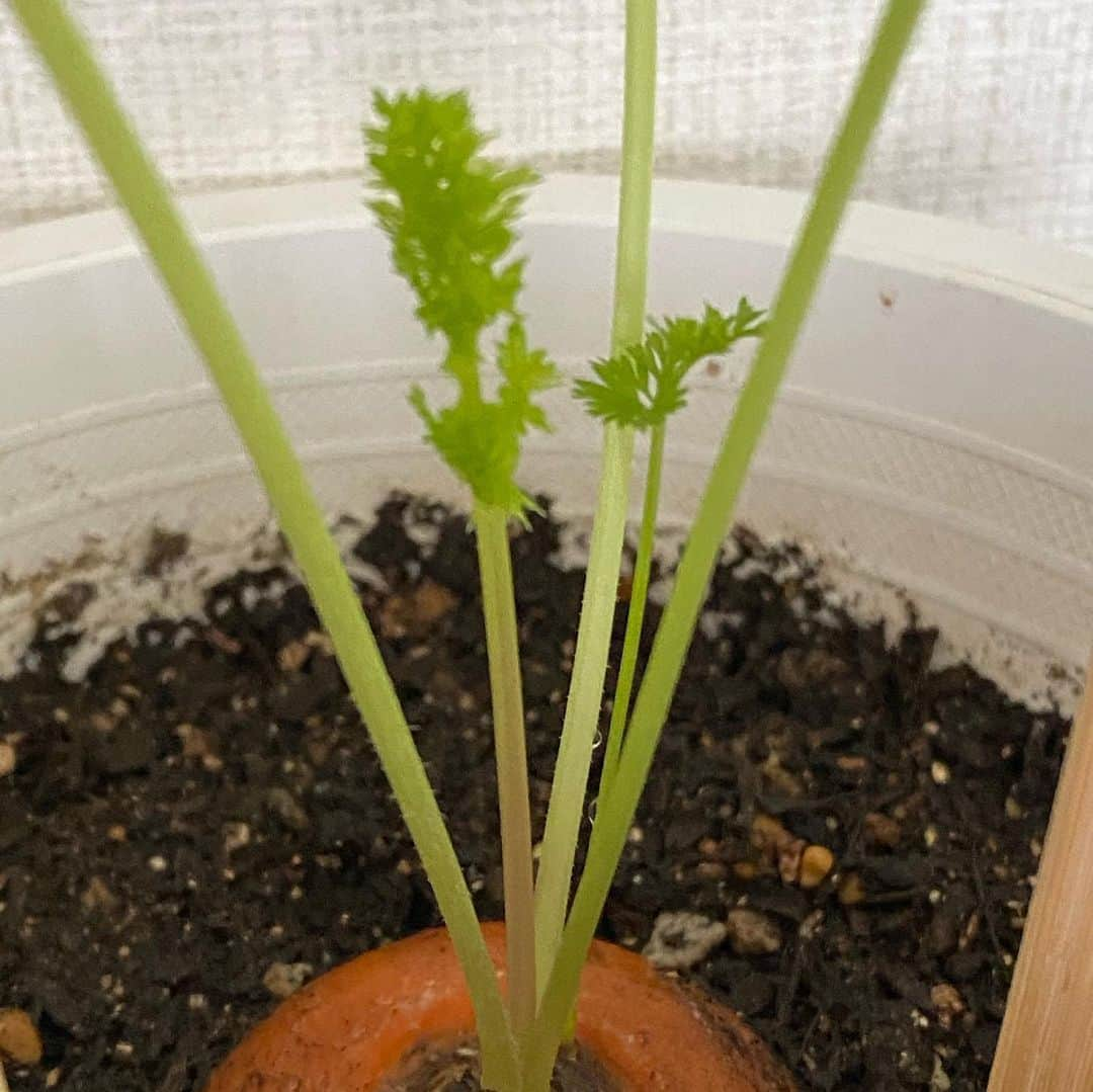 安蘭けいさんのインスタグラム写真 - (安蘭けいInstagram)「久々のけなげです🥕 添え木してみました🌱割り箸でやってます。これであってるのかどうか🙄  なんと、なんと‼️6人目が誕生していました〜🌱(2枚目見てね) 5番目は女の子。6番目は男の子です。そして、あっという間に三男が三女を抜きました！目を見張る勢いです😳 けなげのこの後の行方がますますわからなくなってきましたよ〜😆🥕  #にんじん #けなげ #成長日記 #どこまで行くの？ #未知数 #素晴らしい生命力 #次女は30センチだよ😳」7月14日 21時07分 - toko_aran