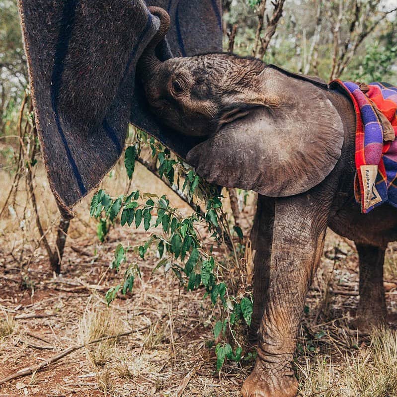 マリア・メノウノスさんのインスタグラム写真 - (マリア・メノウノスInstagram)「Shhh, it’s baby elephant bedtime at @sheldricktrust.  Cozy blankets are just one of the ways they are helping to ensure orphaned elephants grow up happy, healthy and ready for a life back in the protected wild. Learn more: https://www.sheldrickwildlifetrust.org #elephanttales」7月15日 6時52分 - mariamenounos
