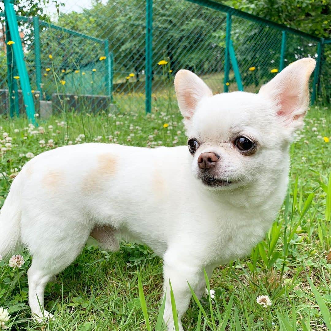KORIKIのインスタグラム：「おはようございます♪ * #dogofsapporo #dog, #dogs, #dogstagram,#chihuahua,#犬バカ部,#チワワ,#koriki, #hanadog #白スムチ連合会, #スムチー,  #dogofthedayjp, #dogoftheday  #ilovemydog #instadog #instapet #WhiteChihuahua  #吉娃娃 #치와와  #dogsofinstagram #Chihuahualover  #ชิวาวา #チワワの輪 #barkbox #WhiteChihuahuaParty #もふもふモフモフ」