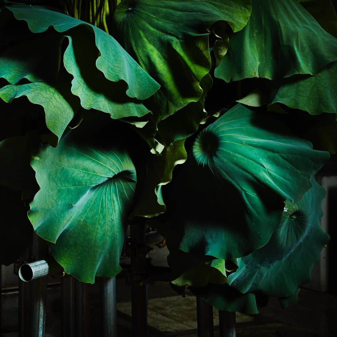 東信さんのインスタグラム写真 - (東信Instagram)「Botanical Sculpture in Aoyama Date: July 14, 2020 #azumamakoto #makotoazuma #shiinokishunsuke #amkk #amkkproject #flowers #flowerart #botanicalsculpture #東信 #東信花樹研究所 #蓮 #ハス #tokyo #毎年恒例 #花と祈り #災難即滅」7月15日 7時40分 - azumamakoto