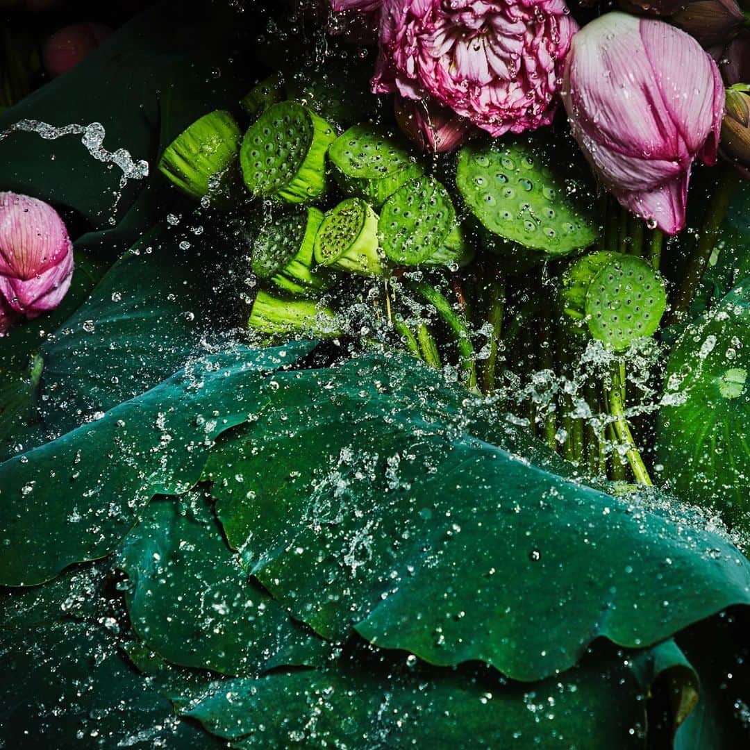 東信のインスタグラム：「Botanical Sculpture in Aoyama Date: July 14, 2020 #azumamakoto #makotoazuma #shiinokishunsuke #amkk #amkkproject #flowers #flowerart #botanicalsculpture #東信 #東信花樹研究所 #蓮 #ハス #tokyo #毎年恒例 #花と祈り #災難即滅」