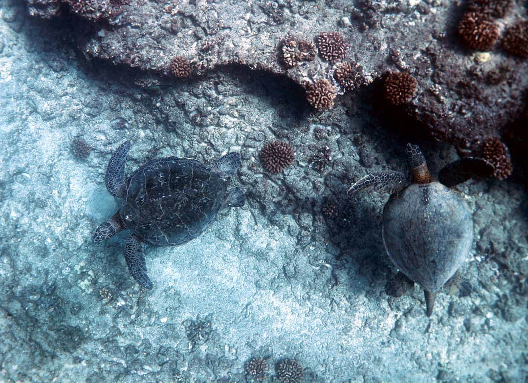 And Youさんのインスタグラム写真 - (And YouInstagram)「One of these sea turtles is a male and one is a female. Do you know how to tell the difference? ​. ​. ​. ​. ​. ​#seaturtle #seaturtlefacts #biology #marinebiology #discoverocean #turtletuesday ​」7月15日 7時55分 - dolphinsandyou