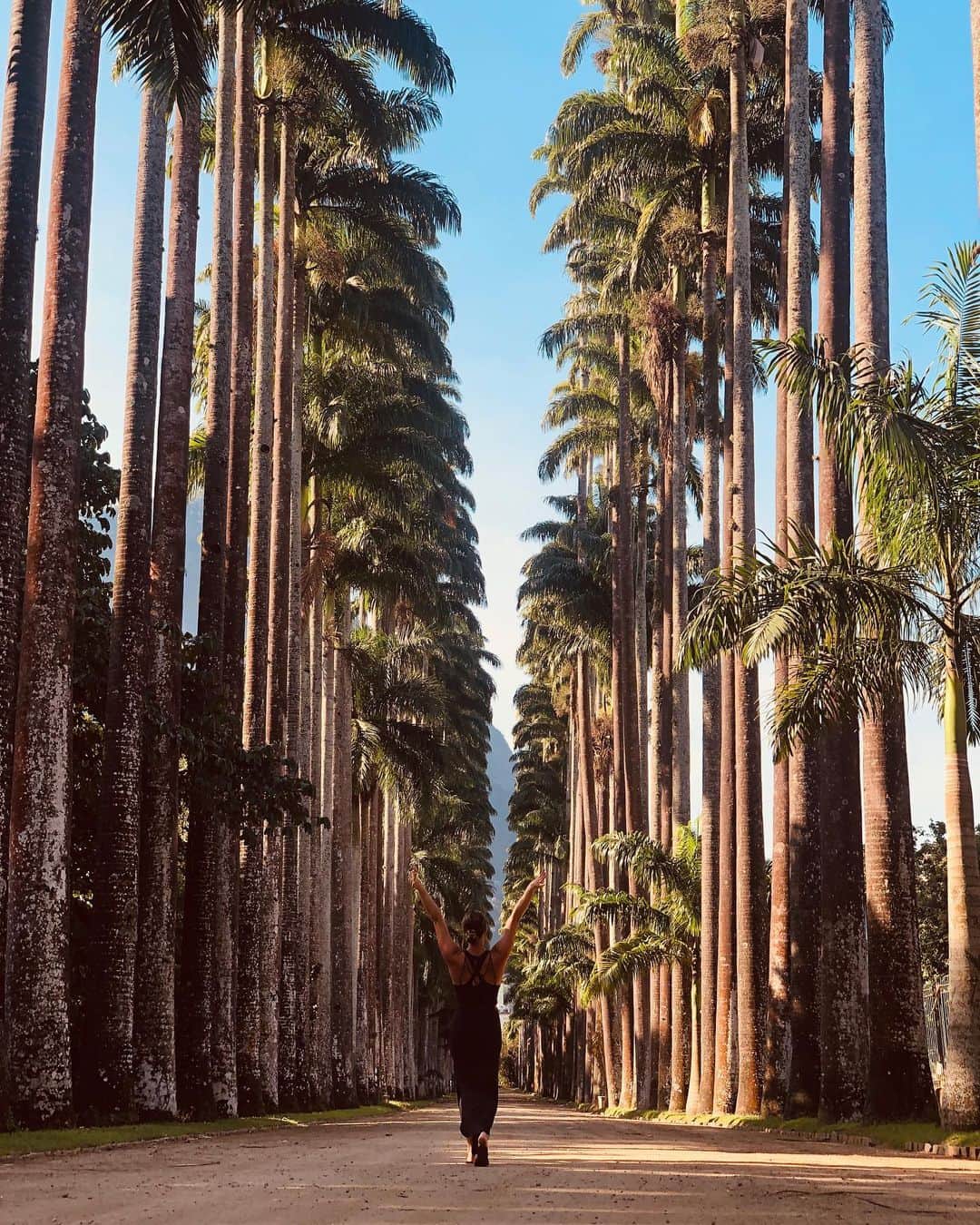 のインスタグラム：「That feeling when you see palm trees #jardimbotanicodoriodejaneiro #riodejaneiro 📸 @bernardo_bie」