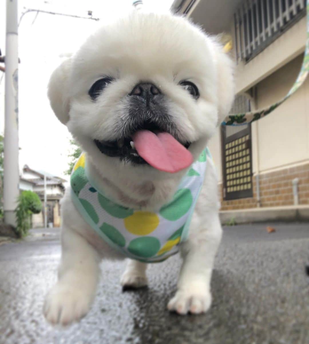 こなつのインスタグラム：「お散歩るんるーん🐶💚💛」