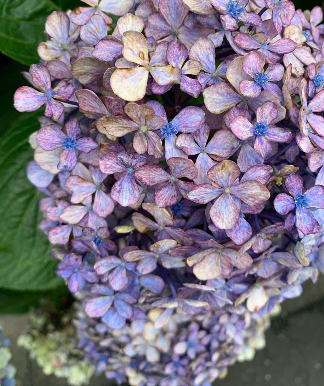 砂賀美希さんのインスタグラム写真 - (砂賀美希Instagram)「美しかった。 花びらに見えるところは実はガクで真ん中の小さなものが花なんだとか。 当たり前を疑え。散歩からの訓示。  #紫陽花 #東京散歩 #雨上がり #子育て #梅雨 #lifeisbeautiful #lovemyson」7月14日 23時02分 - kimiganasu