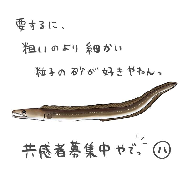 高本采実さんのインスタグラム写真 - (高本采実Instagram)「🐟 4コマ水産学「ハモ」  今回はハモのこだわりについて🐟  水中では潜砂行動（砂に潜る）したり 巣穴形成行動（巣穴を作る）をしているハモ。  そんなハモですが、 どこの砂でもそのような行動を とるわけではないのです。  まず潜砂行動において。 ハモは胴体をくねらせながら 頭部から潜っていきます。 なのでたまーにハモの頭に砂が乗っている かわいい光景も見られるのです🐟🤍  そして巣穴形成行動。 潜砂行動同様に体をくねらせ頭部から潜ったあと 巣穴内壁面を固めるために 巣穴の中で前後進します。  すると開口部はすり鉢状になった U字管状の巣穴が完成です✨  行動内容については上記の通りです。 いよいよ本題。 ハモがとてもこだわっているポイント‼️ それは、砂(底質)の粒子の細かさなのです。  砂の平均粒径が ▶︎1mm以上...潜砂行動・巣穴形成行動をすることはほぼなく、 そもそも底面に着底すらほぼすることがありません。 砂が粗い底質の辺りではほぼ浮遊しています。  ▶︎0.5mm以下...潜砂行動・巣穴形成行動はあまり見られませんが 底面に着底はすることはあります。  ▶︎0.077mm...恐らくハモ好みの粒径。 潜砂行動・巣穴形成行動がよく見られます。  つまり、 ハモは粗いのよりも細かい粒子の砂 を好んでいるのです(*'▽'*) . . . . . #4コマ水産学 #ハモ #鱧 #陸っぱり #打ち込み #エサ釣り #泳がせ釣り  #魚の豆知識 #なるほど水産学 #ナルホド水産学 #水産学 #豆知識 #生態 #魚好き  #水族館好き  #イラスト #魚イラスト #いらすとぐらむ  #釣り #釣り好き #釣りガール #アングラー #angler #fishinggirl #钓鱼 #魚と釣りと時々料理 #さかなのきもち #高本采実 #あやみん  #ayamistagram」7月14日 23時03分 - ayami__summer