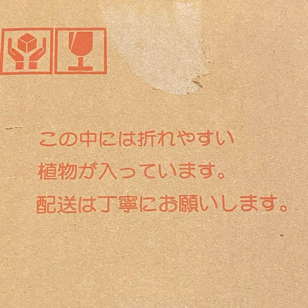 松井絵里奈さんのインスタグラム写真 - (松井絵里奈Instagram)「🌴﻿ 初❤︎パールゴーヤ様と ご対面記念﻿🌺2020.07.14﻿ ﻿ 沖縄から嬉しいお届け✈︎✨﻿ ﻿ ゴーヤはビタミンCやカリウムがたっぷりで﻿ 夏バテしやすいこの季節には最高の食材ですね♪﻿ ﻿ その他、肝機能を高め﻿ 血糖値を下げる効果も☝🏻﻿ ﻿ パールゴーヤのマリネがいいと﻿ 教えてもらったので…﻿ 塩もみして、自家製の梅リンゴ酢シロップで﻿ 和えて、ブラックペパーを。﻿ ﻿ 青いゴーヤと比べて苦味が少なく﻿ とっても食べやすく食感もよく﻿ 美味しかったです❤︎﻿ ﻿ サラダや生食にぴったりですね！﻿ ﻿ 名前も可愛いパールゴーヤ。﻿ 梱包もすごく丁寧で、﻿ 生産者さんの愛情を感じました。﻿ ﻿ 沖縄の畑に行ってみたいな〜🤤﻿ ﻿ ＿＿＿＿＿＿＿＿＿＿＿＿＿﻿ #無農薬パールゴーヤ﻿ #パールゴーヤ#沖縄﻿ #真夏の沖縄に雪を降らせるプロジェクト﻿ #可愛いパールゴーヤ﻿ #白いゴーヤ﻿ #夏のお野菜#旬のお野菜﻿ #野菜ソムリエ﻿ #スーパーフード﻿ #わかば種苗店#島野菜﻿ #美容#健康#お料理﻿ #松井絵里奈#えりなごはん」7月14日 23時17分 - erina74xx