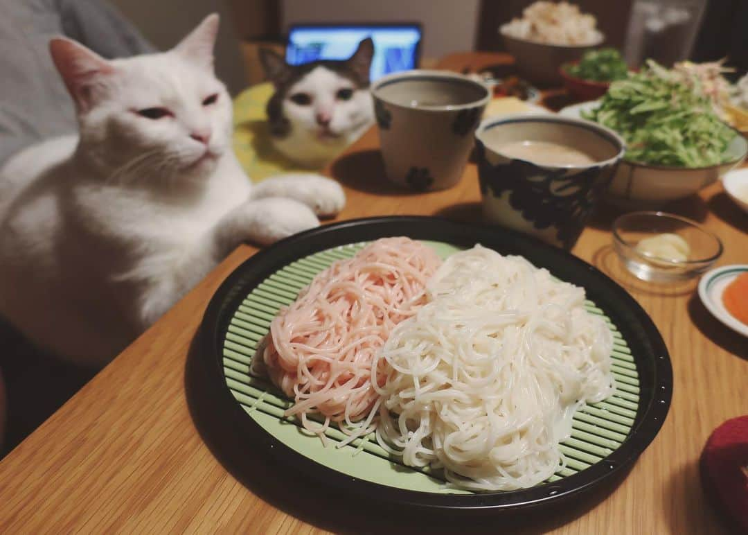 八、おこめさんのインスタグラム写真 - (八、おこめInstagram)「大好きな三輪素麺頂いた✨ ピンク素麺はトマトを練り込んだ素麺🍅 薬味は胡瓜、ミョウガ、大葉、ネギ、生姜。 鰹だしとインスタで見て作った味噌胡麻だれの2種類♩ 素麺盛り付けるのって難しいなぁ〜。 もじゃもじゃってなるw 鶏そぼろの混ぜご飯。玉子豆腐。 味噌漬けのお漬け物。ゴボウサラダ。 #三輪素麺 #和食 #素麺 #八おこめ #ねこ部 #cat #ねこ #猫 #ネコ #八おこめ食べ物」7月14日 23時20分 - naomiuno