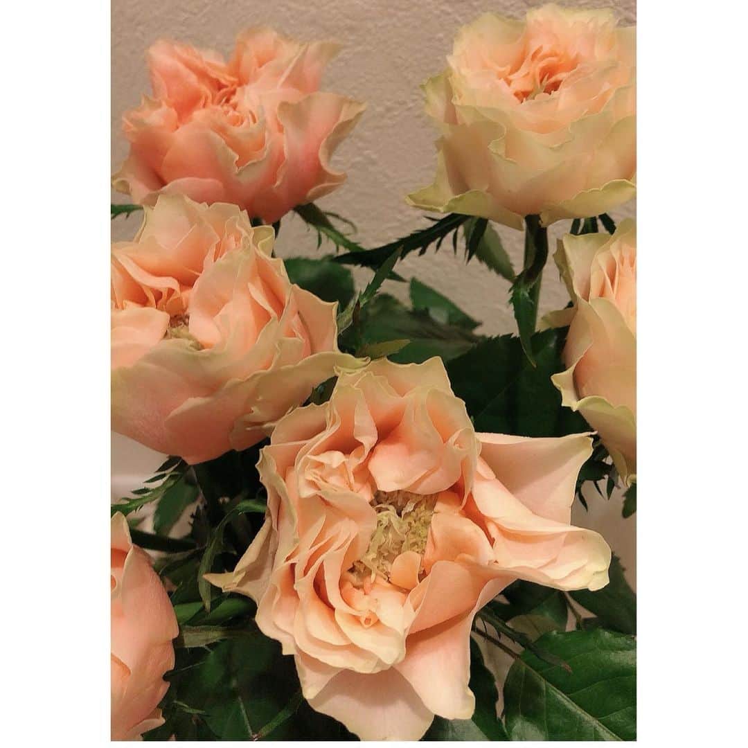 辻やすこさんのインスタグラム写真 - (辻やすこInstagram)「新しいローズを🌹  これ、ローズらしいです！ びっくりー🤩🤩🥳  近所のお花屋さん💐を訪ねるのが楽しみの一つになっている🧡🧡🧡  この花のイメージを例えるなら、、、  美女と野獣のベルだなぁ👗👠  #ローズ  #ローズ🌹  #🌹  #お花屋さん  #花のある暮らし  #花  #薔薇 #花が好きな人と繋がりたい  #rose  #flower #」7月14日 23時40分 - yasupytsuji