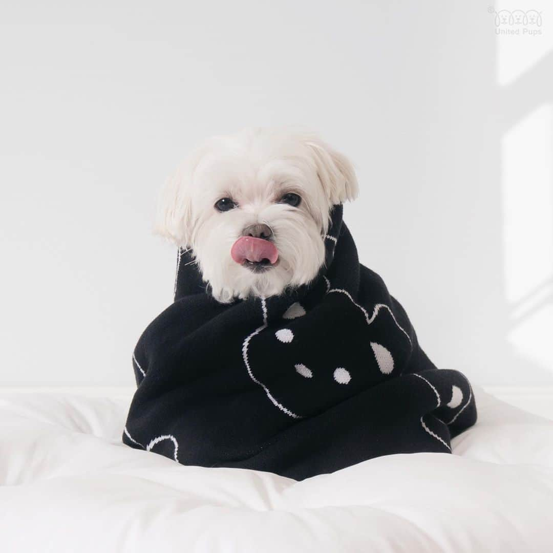 hi.arodさんのインスタグラム写真 - (hi.arodInstagram)「🤪This tongue out is behind a plexi glass window.  Don't worry! ・・・  #tongueouttuesday#tongueout#tot#happytongueouttuesday#TongueOutTuesday👅#T👅T#SunsOutTonguesOut#happytot#tongue#besttot#tuesdayvibes#dogtongue#tuesday#burrito #blanketburrito #dogburrito#cuteburrito #buritoblanket#burritodog #burritos#burritosofinstagram#maltese#malteseofinstagram#malteselovers#malteseofficial」7月14日 23時36分 - hi.arod