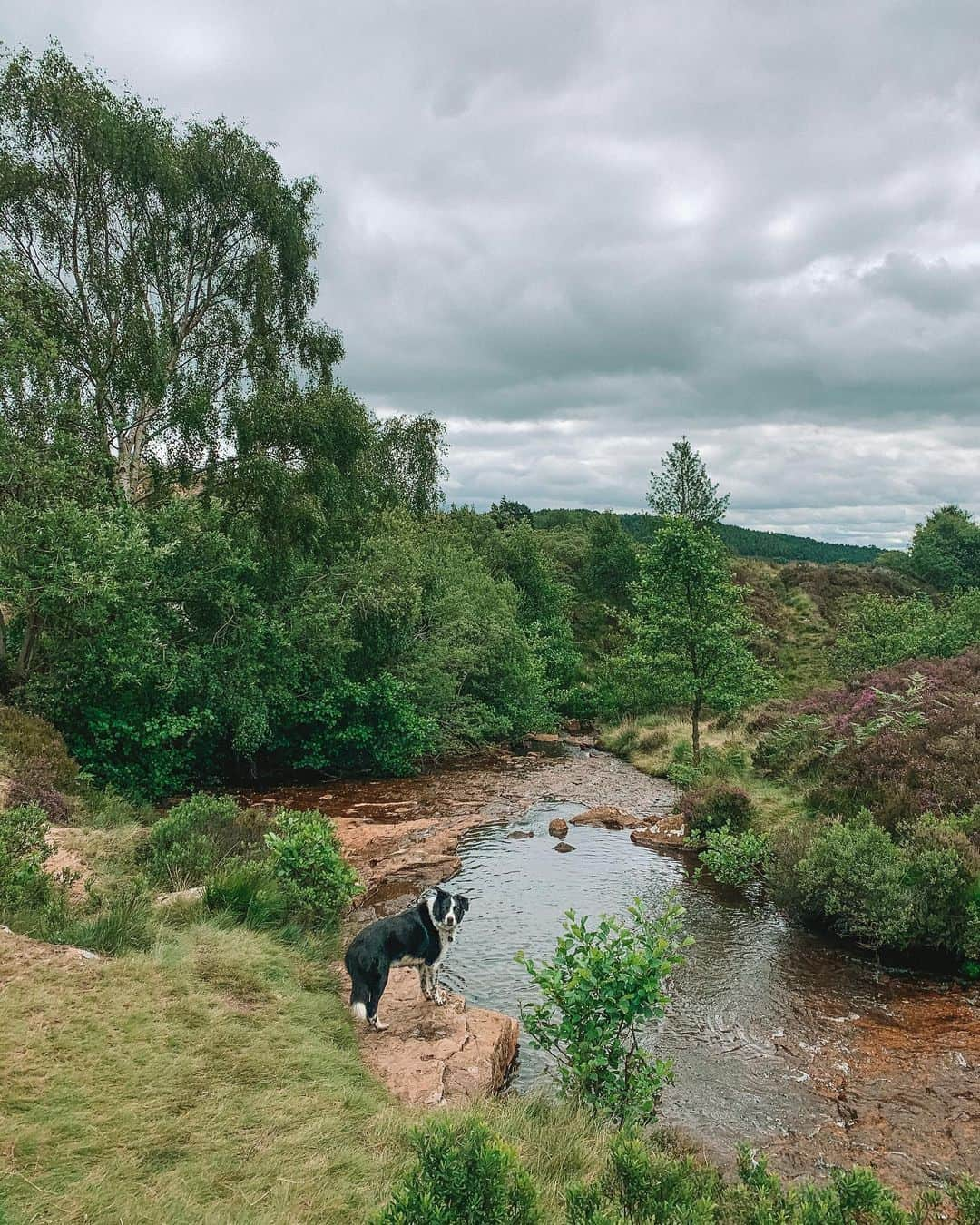 Zanna Van Dijkさんのインスタグラム写真 - (Zanna Van DijkInstagram)「Yorkshire, it’s good to be back 💙 #northerner #reunited #familytime #yorkshirelass #upnorth #getoutdoors #yorkshirelife #northyorkmoors」7月14日 23時42分 - zannavandijk