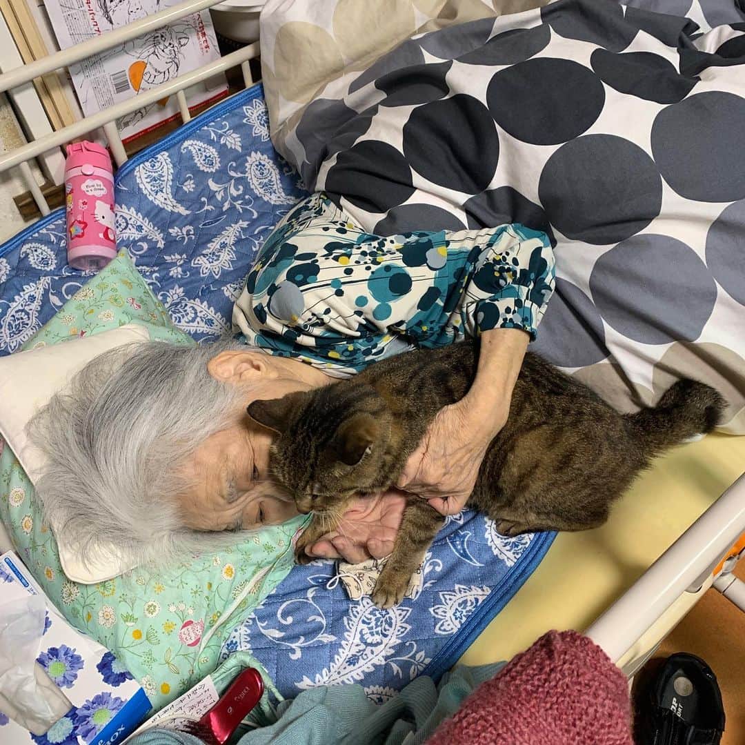 Kachimo Yoshimatsuさんのインスタグラム写真 - (Kachimo YoshimatsuInstagram)「バーバとココちゃん Mother & Cocoa 今日も一緒。 Together today. #うちの猫ら #cocoa #バーバ #バーバと猫 #猫 #ねこ #cat #ネコ #catstagram #ネコ部 http://kachimo.exblog.jp」7月14日 23時58分 - kachimo
