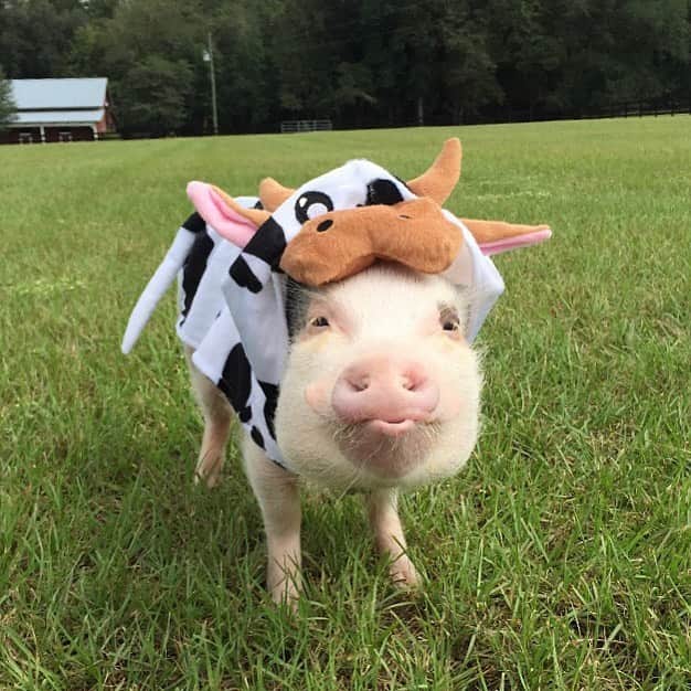 Priscilla and Poppletonさんのインスタグラム写真 - (Priscilla and PoppletonInstagram)「SQUEAL!!! We finally got a mini cow! Isn’t he adorable? He’s a popplecow and he’s here just in time for #CowAppreciationDay! He wants you to show compassion to cows today by leaving them off your plate and choosing instead to EAT MORE VEGGIES!🐷🐮🥕🥦🥒🍅 . Also, did you know we have two full sized cows (mother/daughter) living with us on our rescue farm? If you haven’t met them, go meet #PumpkinandMocha over @prissyandpops_helpinghooves. They are MOOOvelous!🐷❤️🐮#friendsnotfood #popplecow #prissyandpopshelpinghooves #PrissyandPop」7月14日 23時56分 - prissy_pig