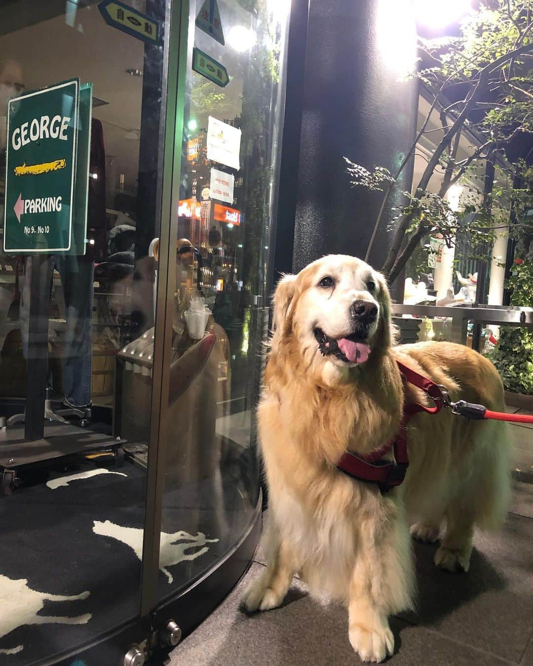 高橋ひとみさんのインスタグラム写真 - (高橋ひとみInstagram)「夜のお散歩で いつもオヤツをもらえるお店が閉まっていて、諦めきれないももえでした💦」7月15日 0時24分 - hitomi_momoe