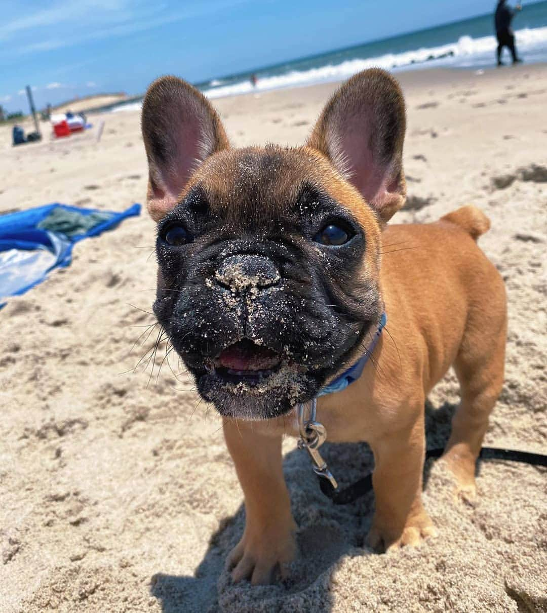 French Bulldogさんのインスタグラム写真 - (French BulldogInstagram)「Anyone else obsessed with the beach?! ⛱ @desi_the_frenchie . . . . . #frenchie #frenchies  #französischebulldogge #frenchbulldog #frenchbulldogs #dog #dogsofinstagram #frenchies1 #bully #bulldog #bulldogfrances #フレンチブルドッグ #フレンチブルドッグ #フレブル #ワンコ #frenchiesgram #frenchbulldogsofinstagram #ilovemyfrenchie #batpig #buhi #squishyfacecrewbulldog」7月15日 0時24分 - frenchie.world