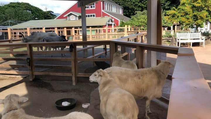 山口愛実のインスタグラム：「いつぞやのホノルル動物公園 今、思うと行けて良かったなとしみじみ  2019.10.28」