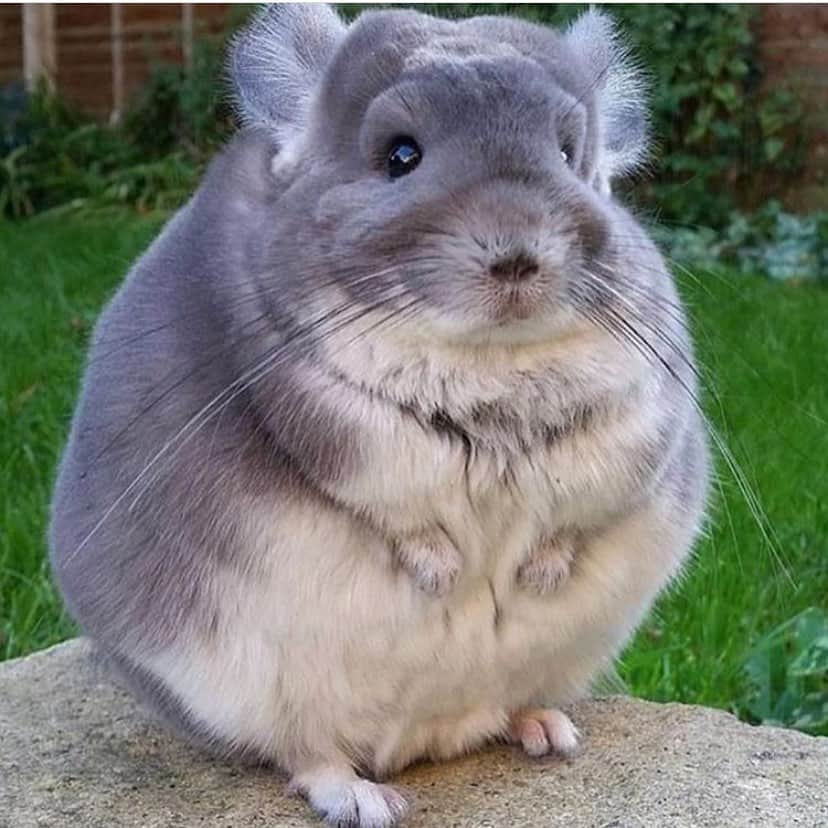 Baby Animalsさんのインスタグラム写真 - (Baby AnimalsInstagram)「This baby chinchilla is so fluffy! 😊」7月15日 0時28分 - thebabyanimals