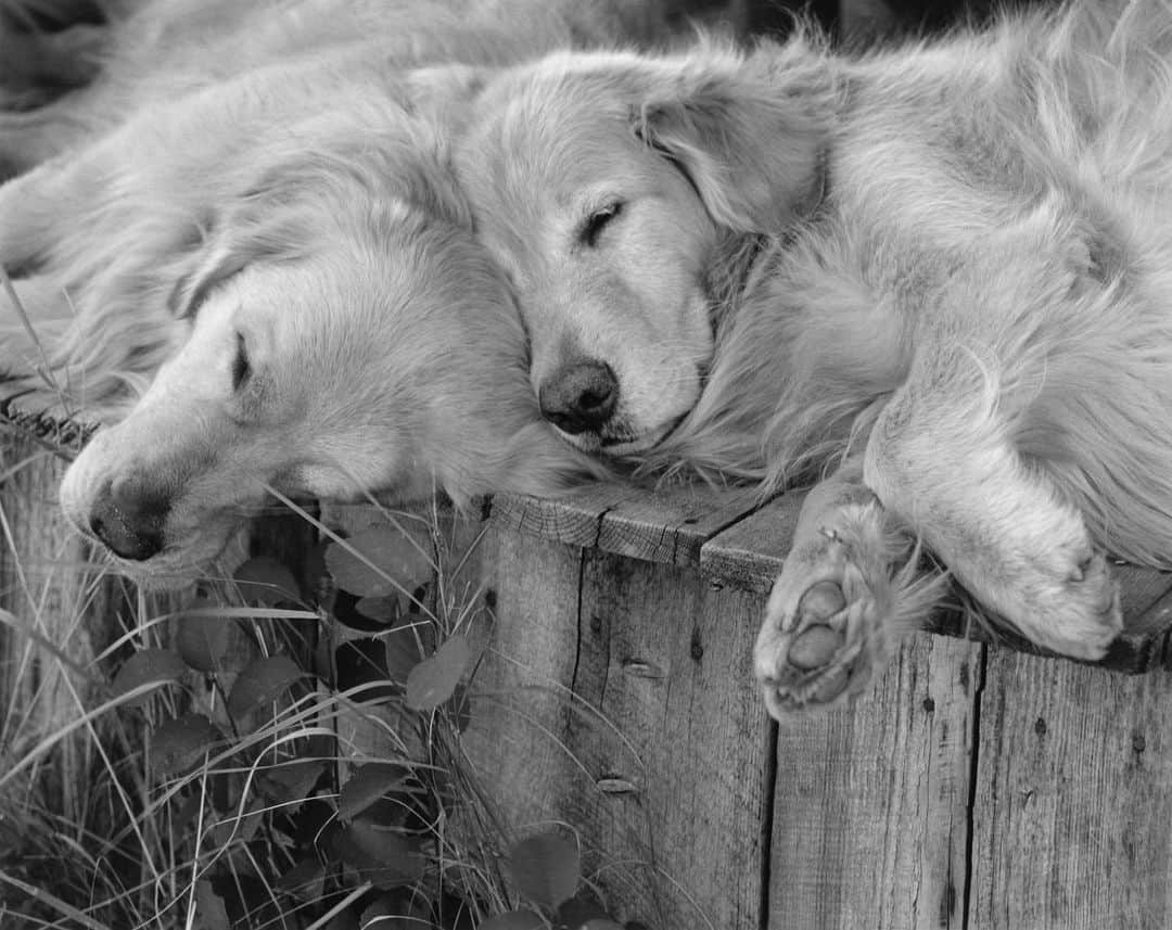 ブルース・ウェーバーさんのインスタグラム写真 - (ブルース・ウェーバーInstagram)「The two best looking guys in Montana 🐾. ————— Little Bear Ranch, McLeod, MT, 1997.」7月15日 0時31分 - bruce_weber