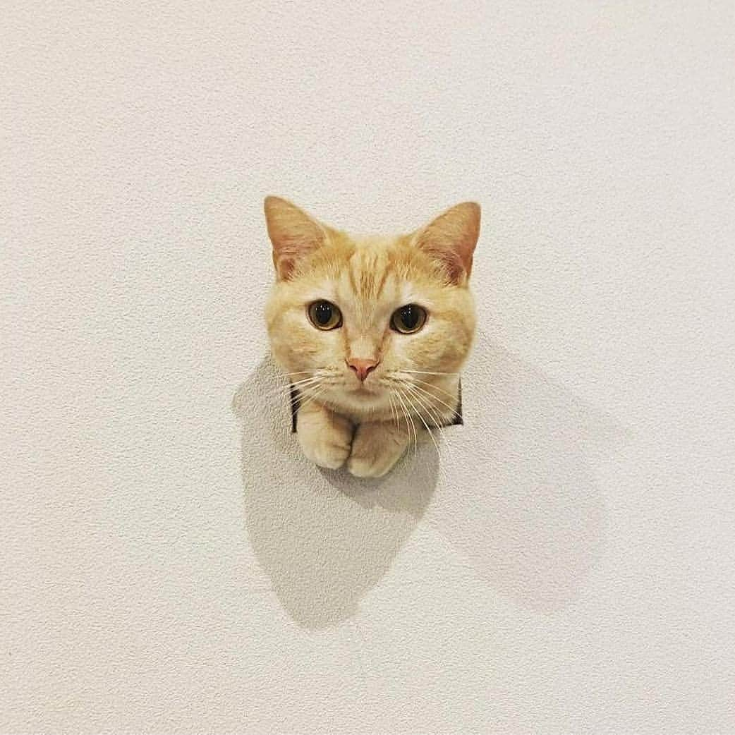 Cute baby animal videos picsさんのインスタグラム写真 - (Cute baby animal videos picsInstagram)「Tiny kitty 😍 📽 From: @yuriyuri4mama 😘😘😘😘😘 ❤️❤️❤️ . . .  #cats #catsofinstagram #cat #of #catstagram #instagram #catlovers #catlover #instacat #meow #pets #kittens #kitten #kitty #catoftheday」7月15日 0時54分 - cutie.animals.page