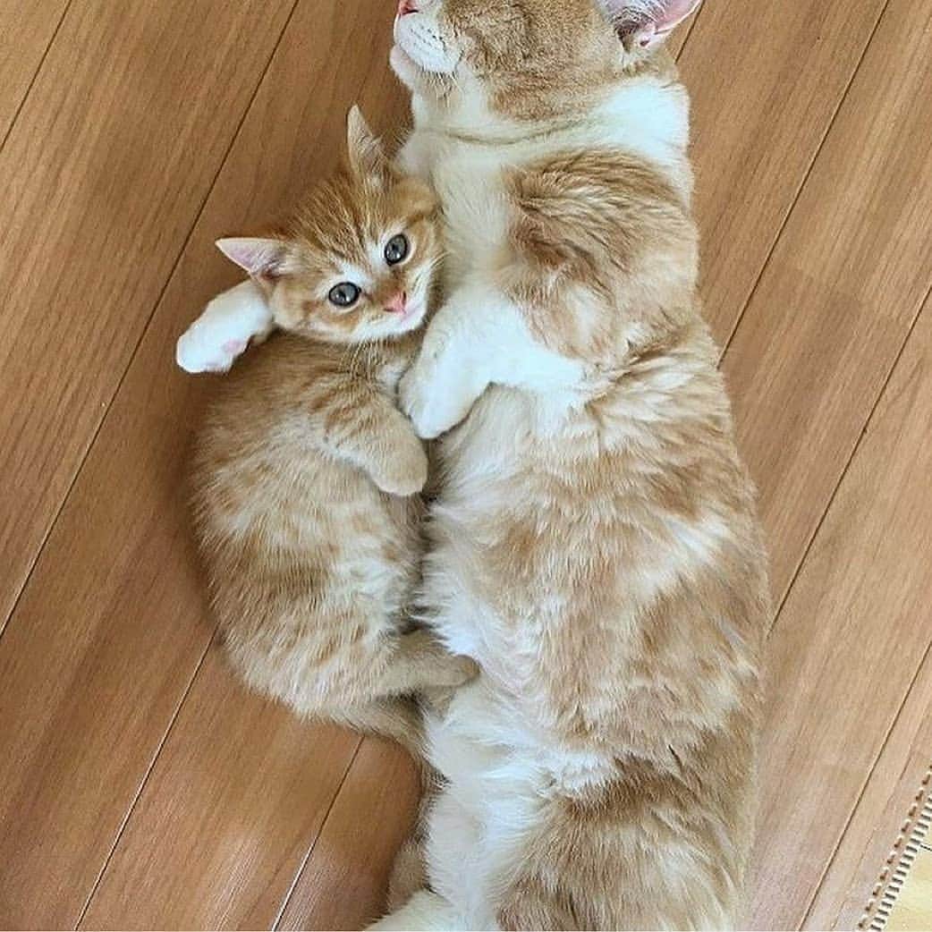 Cute baby animal videos picsさんのインスタグラム写真 - (Cute baby animal videos picsInstagram)「Tiny kitty 😍 📽 From: @yuriyuri4mama 😘😘😘😘😘 ❤️❤️❤️ . . .  #cats #catsofinstagram #cat #of #catstagram #instagram #catlovers #catlover #instacat #meow #pets #kittens #kitten #kitty #catoftheday」7月15日 0時54分 - cutie.animals.page
