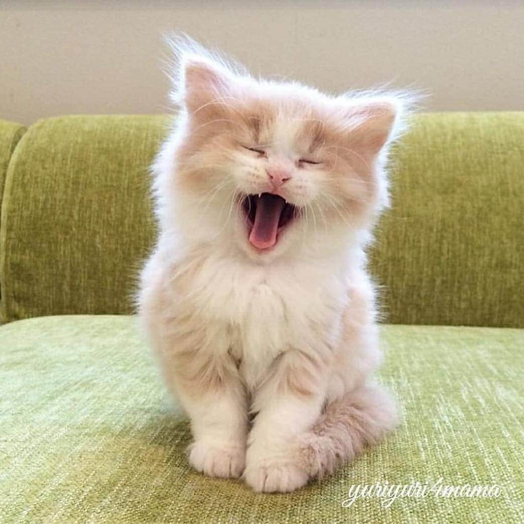 Cute baby animal videos picsさんのインスタグラム写真 - (Cute baby animal videos picsInstagram)「Tiny kitty 😍 📽 From: @yuriyuri4mama 😘😘😘😘😘 ❤️❤️❤️ . . .  #cats #catsofinstagram #cat #of #catstagram #instagram #catlovers #catlover #instacat #meow #pets #kittens #kitten #kitty #catoftheday」7月15日 0時54分 - cutie.animals.page