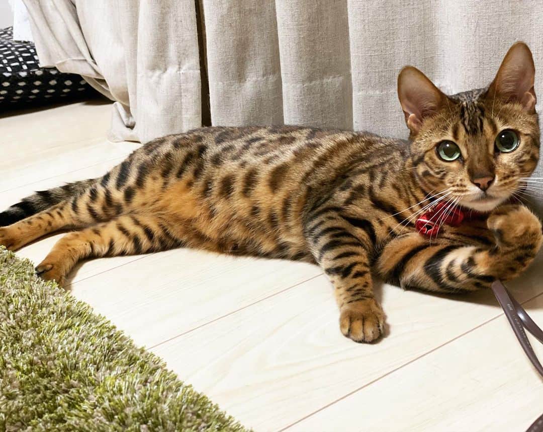 にゃんたまハウスのインスタグラム
