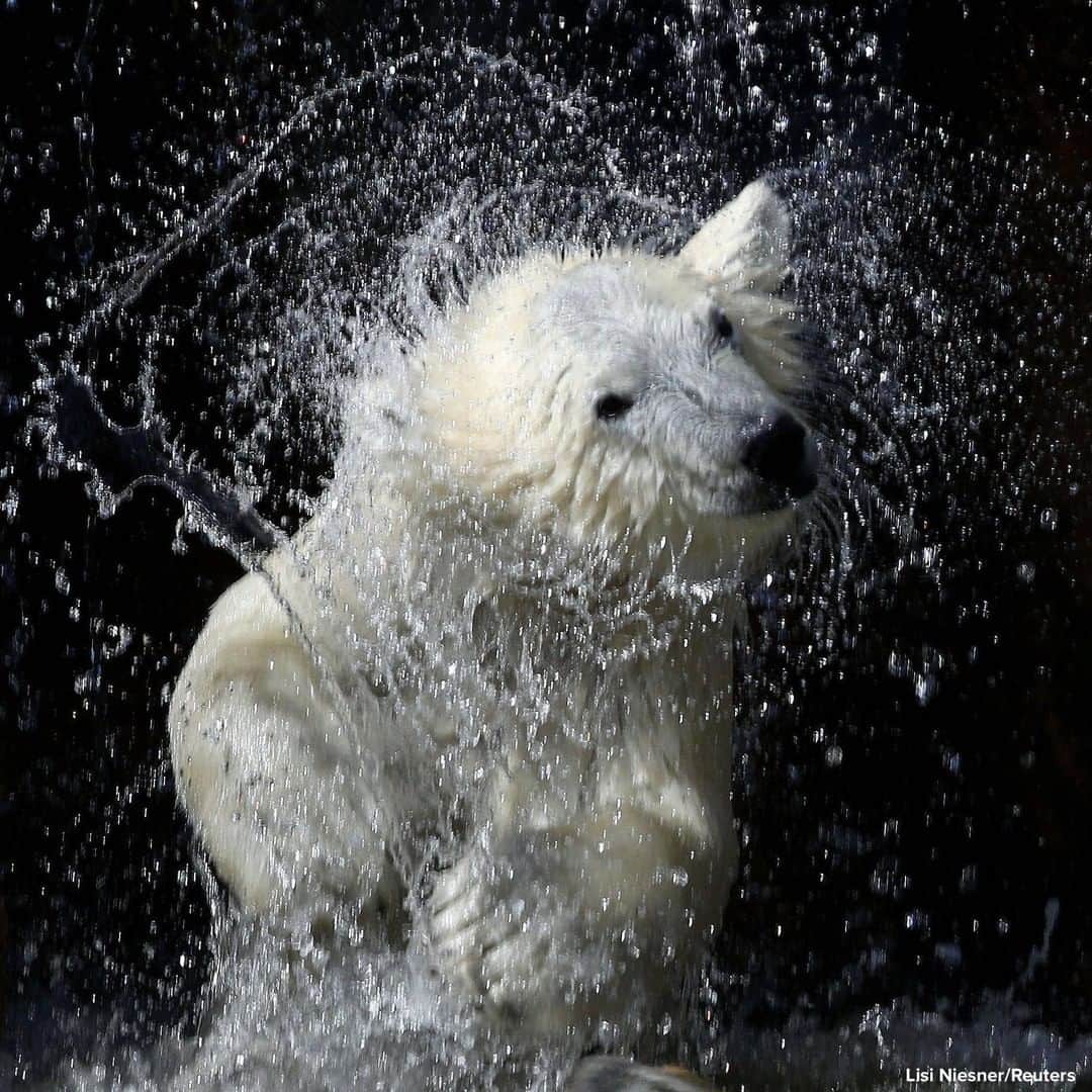 ABC Newsさんのインスタグラム写真 - (ABC NewsInstagram)「KEEP COOL: Young polar bear Finja cools off during a hot summer morning at Schoenbrunner Tiergarten zoo in Vienna, Austria. #polarbear #animals #zoo」7月15日 1時17分 - abcnews