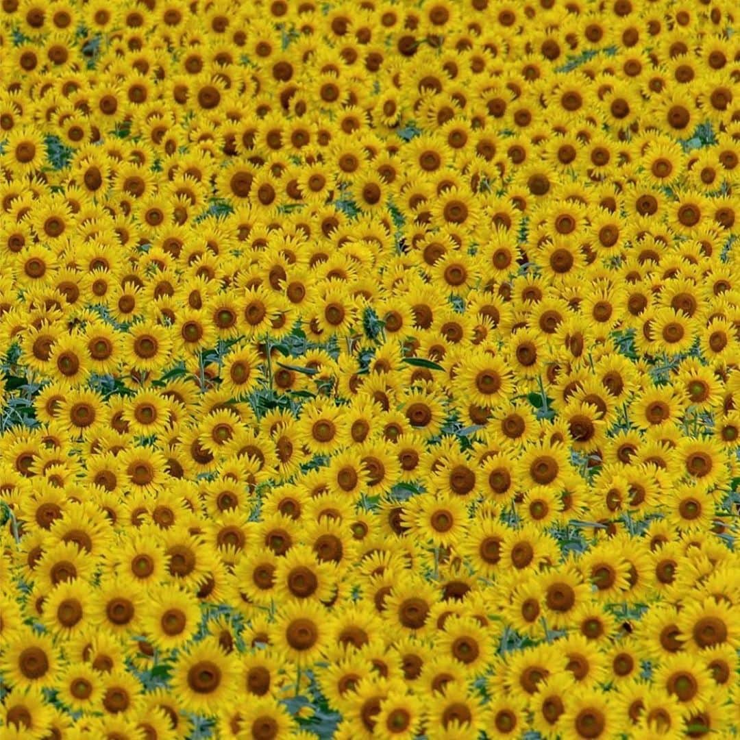 カテリーナ・スコーソンのインスタグラム：「I wish you sunshine and seeds. #gratituesday🌻」
