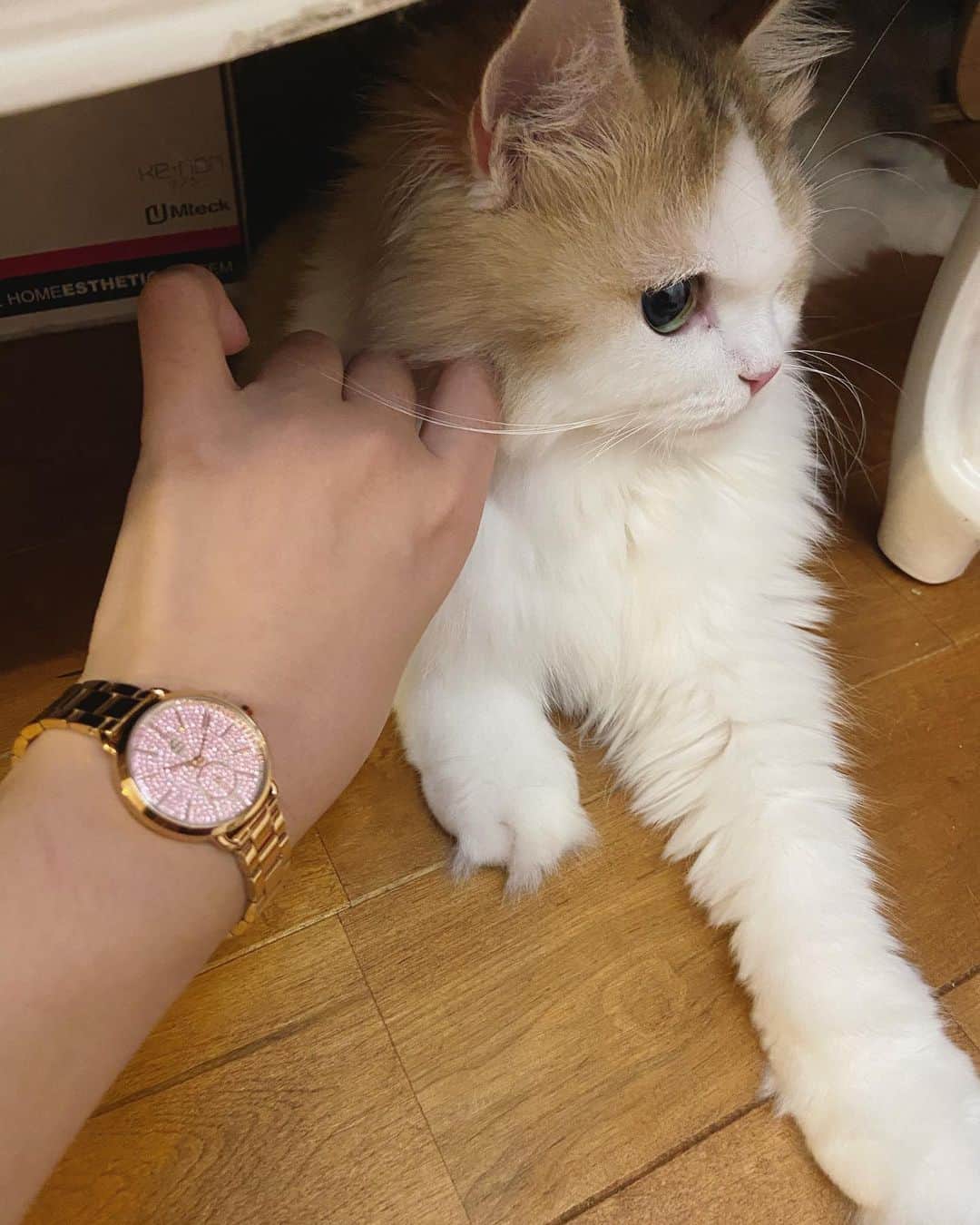 マンチカンのココ王子さんのインスタグラム写真 - (マンチカンのココ王子Instagram)「It's time to go to bed🌛  4B watchesさんの新作の時計⌚️ キラキラ✨  10%Offクーポンコード 【cocolfzd】 (使用期限　2021.6.30)  @4bwatches_japan  7月3日(金)よりHIROBにて4B WATCHESの店舗販売がスタートされたそうです😌  ーーーーーーーーーーーーー HIROB札幌ステラプレイス店 新宿ニュウマン店 ルミネ横浜店 ルミネ大宮店 名古屋パルコ店 名古屋タカシマヤゲートタワーモール店 ーーーーーーーーーーーーー  #4bwatches #腕時計 #時計 #BLACKBYBLUEBRAVE」7月15日 1時50分 - cocolog_cat
