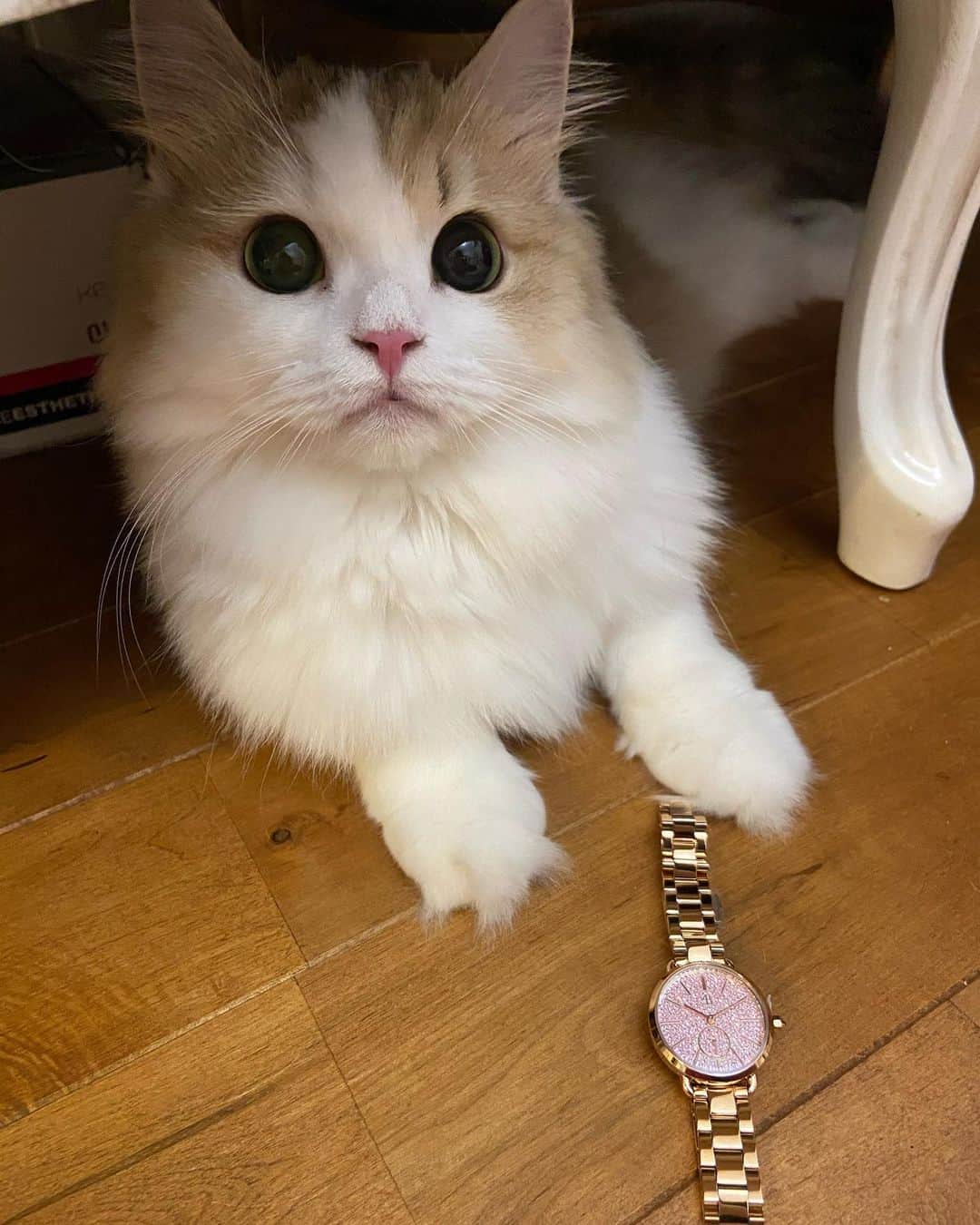 マンチカンのココ王子のインスタグラム：「It's time to go to bed🌛  4B watchesさんの新作の時計⌚️ キラキラ✨  10%Offクーポンコード 【cocolfzd】 (使用期限　2021.6.30)  @4bwatches_japan  7月3日(金)よりHIROBにて4B WATCHESの店舗販売がスタートされたそうです😌  ーーーーーーーーーーーーー HIROB札幌ステラプレイス店 新宿ニュウマン店 ルミネ横浜店 ルミネ大宮店 名古屋パルコ店 名古屋タカシマヤゲートタワーモール店 ーーーーーーーーーーーーー  #4bwatches #腕時計 #時計 #BLACKBYBLUEBRAVE」