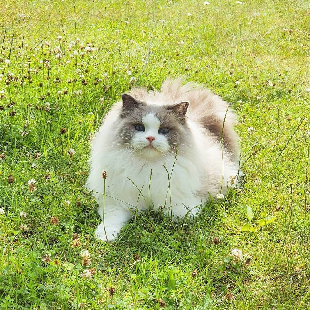 Princess Auroraさんのインスタグラム写真 - (Princess AuroraInstagram)「Her happy place💖🌾🍃 • Where is your happy place? Your bed? Grandma's house? A lake? • • • #catsofinstagram #dailyfluff #weeklyfluff #cutepetclub #meow #kawaii #instacat #meowed #catlife #petstagram #ilovemypet #bestmeow #viral #catlove #neko #purrfect #catsofig #ragdoll #queen #cats_of_instagram #cat #cats #aurorapurr #adventuretime #adventurekitty #summertime #ragdollsofinstagram #sweden #ljusterö」7月15日 1時54分 - aurorapurr