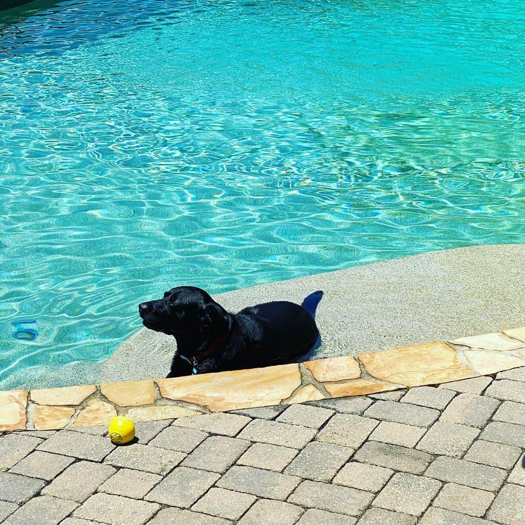 アレン・ジョーンズさんのインスタグラム写真 - (アレン・ジョーンズInstagram)「Ardey is enjoying a little sun today. #smartdog」7月15日 2時44分 - ajstylesp1