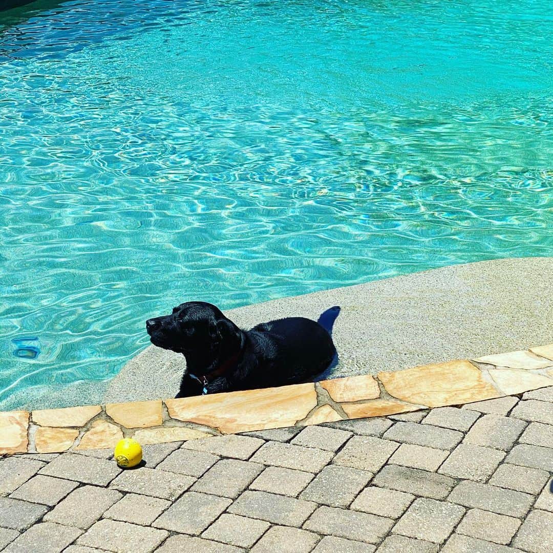 アレン・ジョーンズのインスタグラム：「Ardey is enjoying a little sun today. #smartdog」